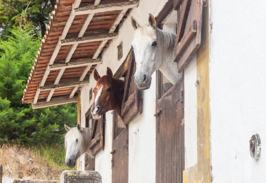 Quinta Do Brejo - Turismo Equestre Villa Mafra Exterior photo